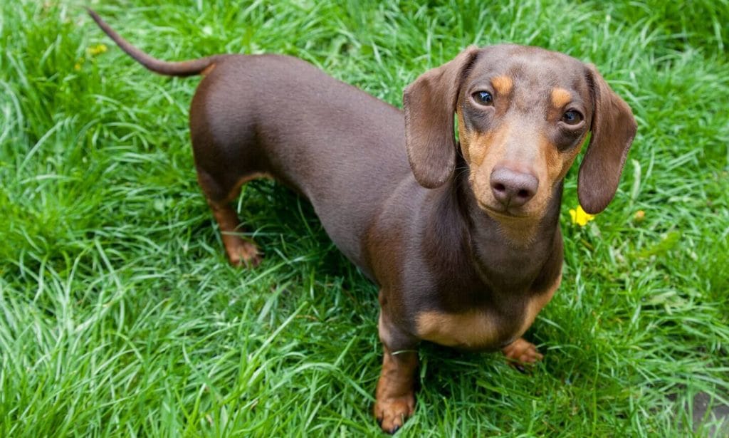 male dachshund