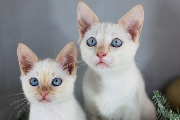 flame point siamese cat price