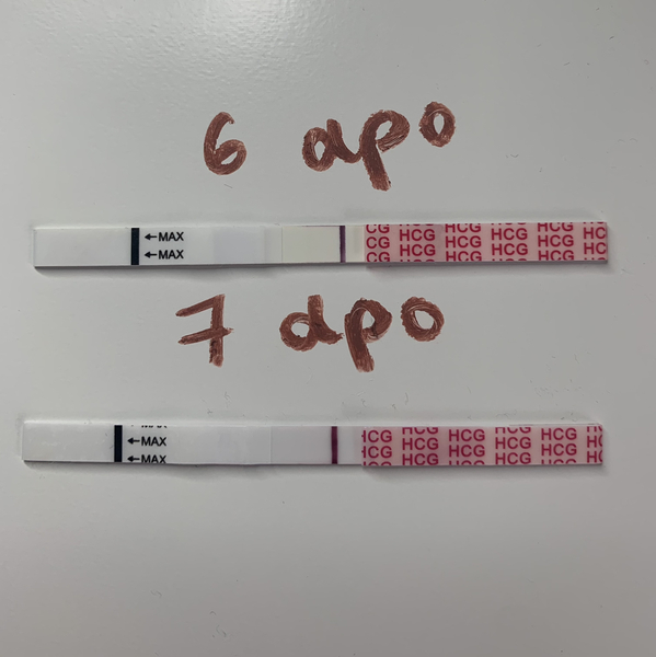 6 dpo