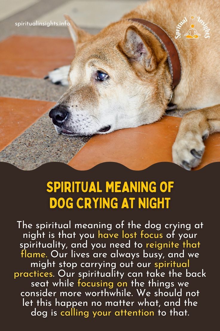 dog crying at night meaning in islam