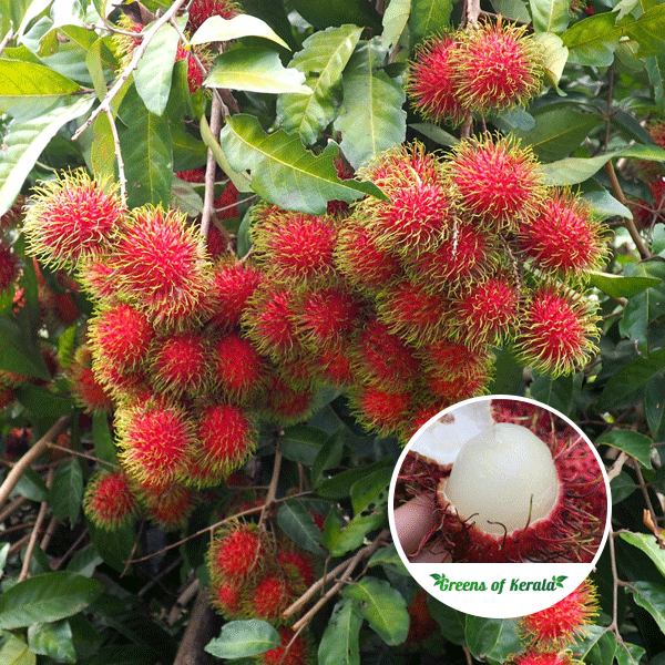 rambutan price in kerala