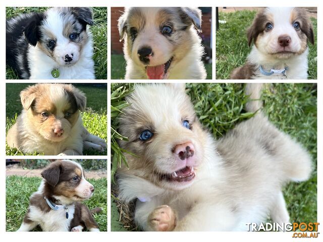puppies for sale melton