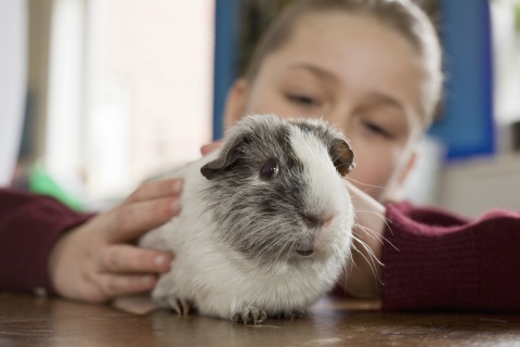 guinea pigs near me