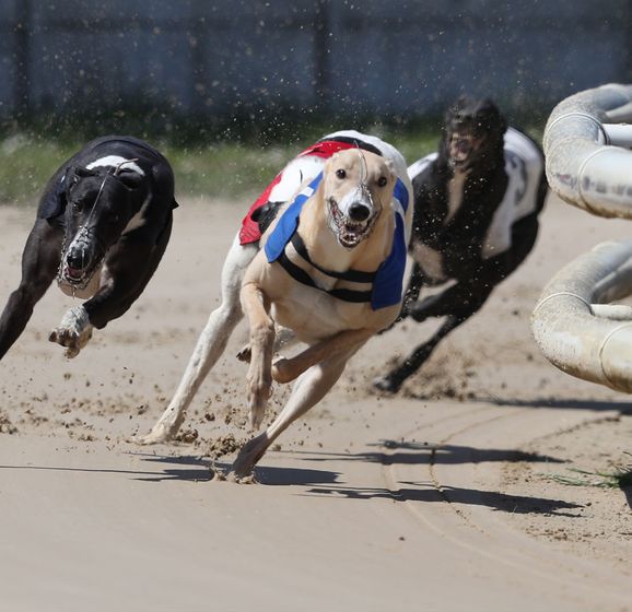 sportinglife greyhound results