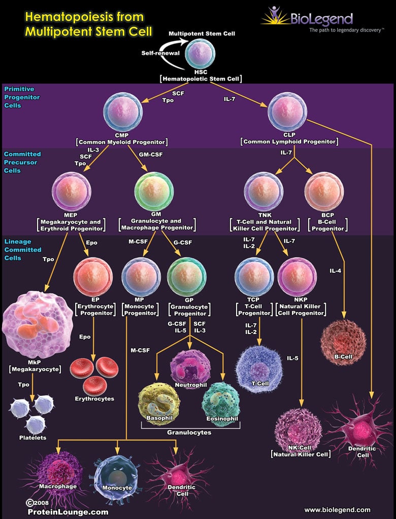 cell progenitors