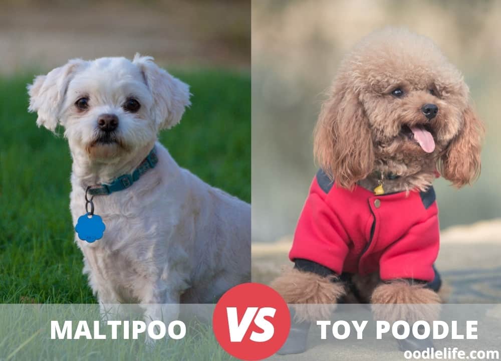 maltipoo vs poodle