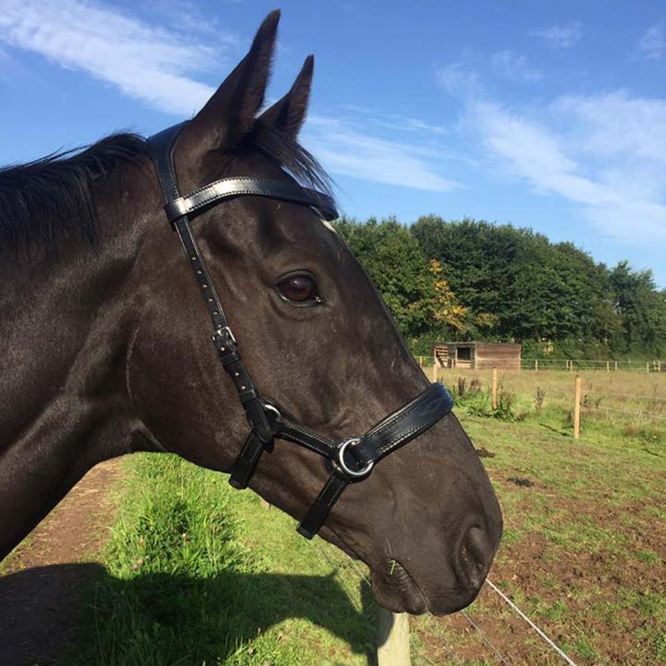 bitless bridle uk