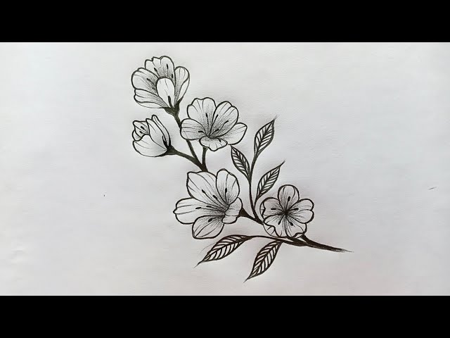 floral pencil drawings