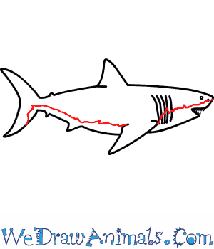 draw megalodon