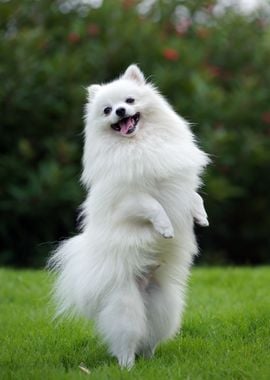 white pomeranian