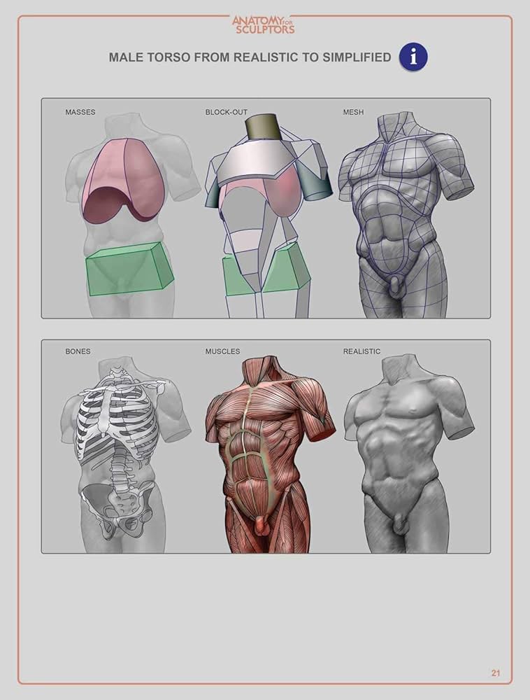 anatomy for sculptors pdf