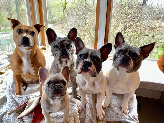 french bulldog breeders ct