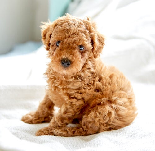 toy poodle puppy