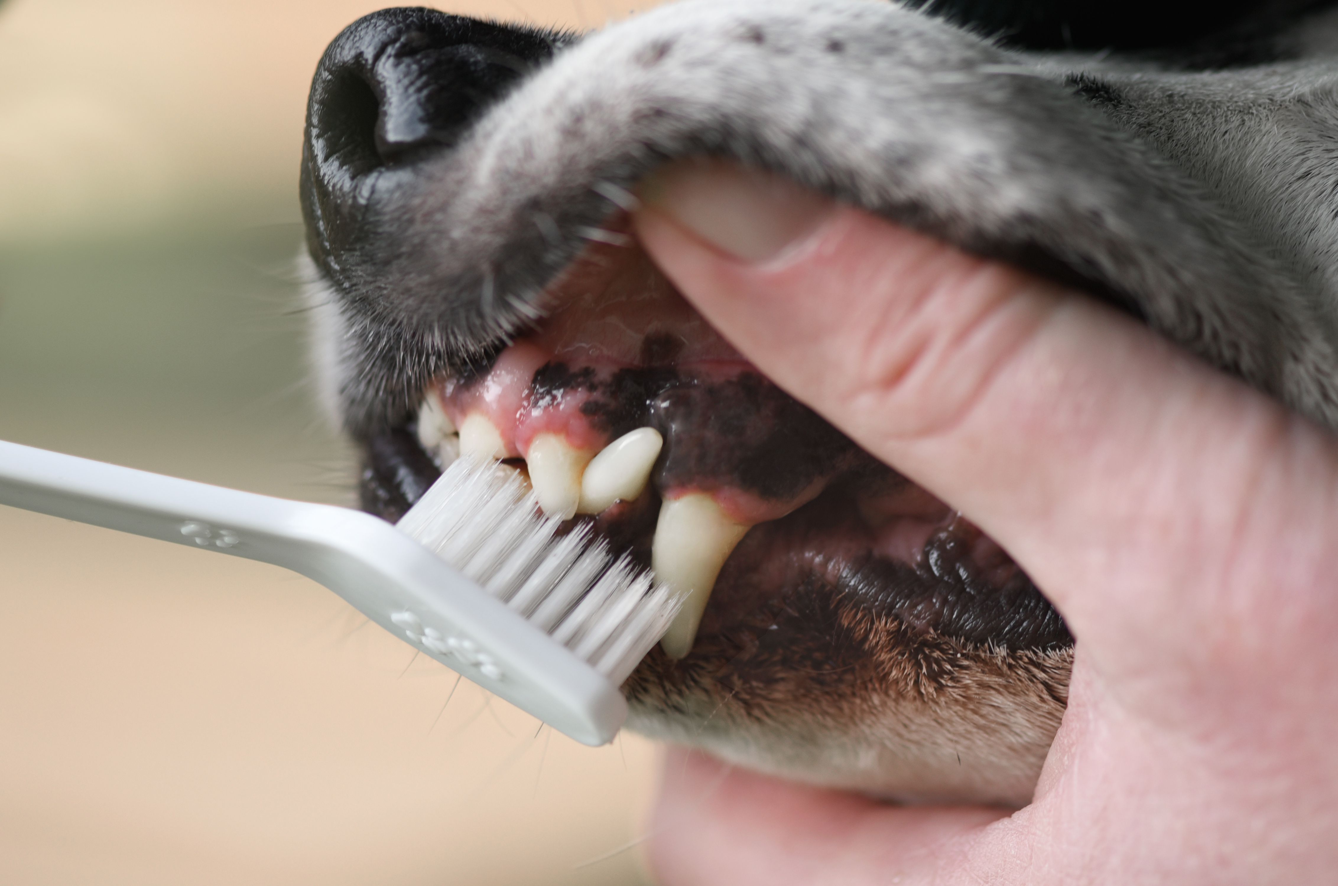 black on dogs gums