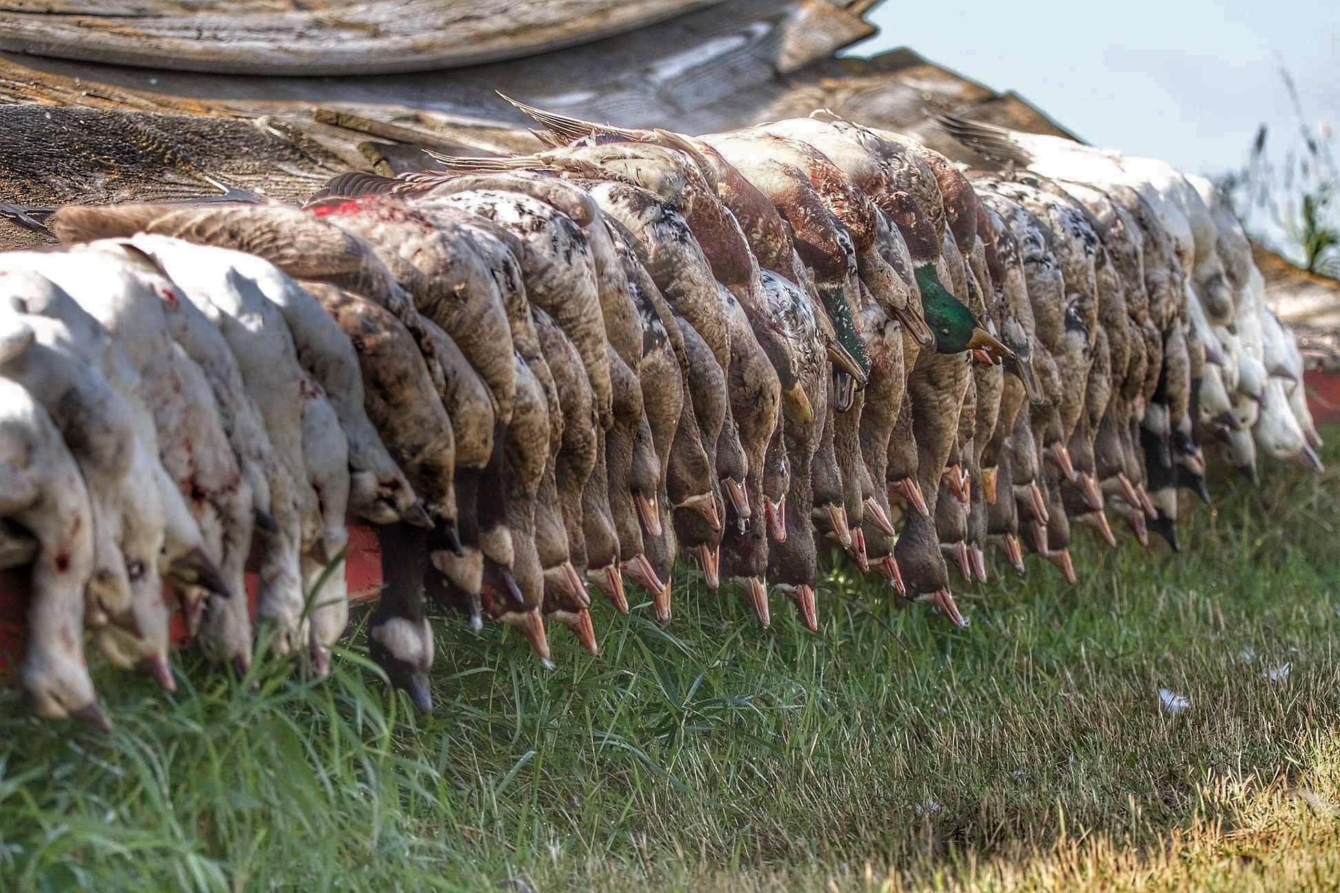 apex waterfowling ontario