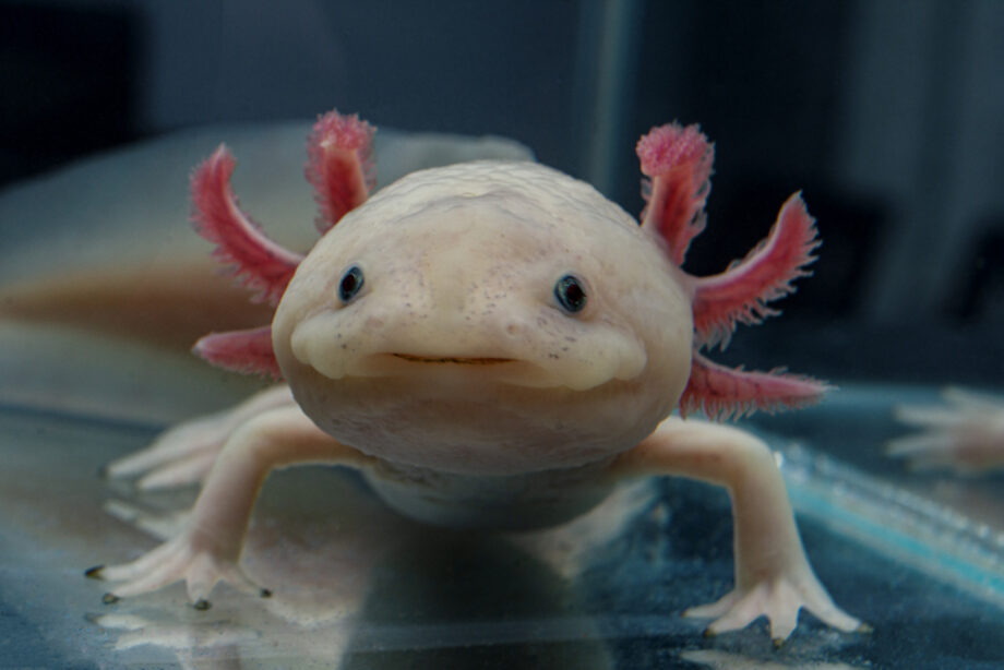 show me a pic of a axolotl