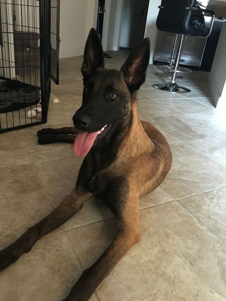 miniature belgian malinois