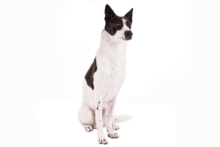 canaan dog mix