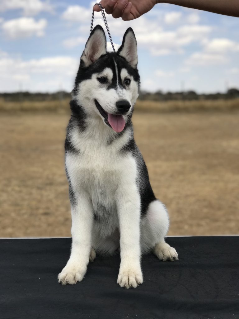 husky siberiano precio