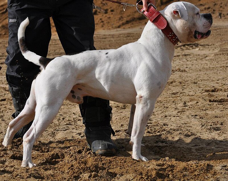 american bulldog photos