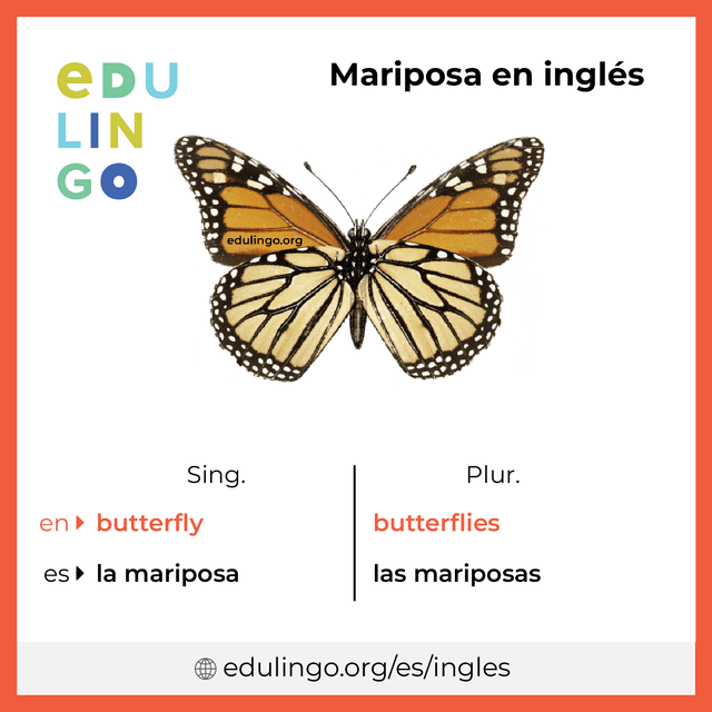 como se pronuncia butterfly en ingles