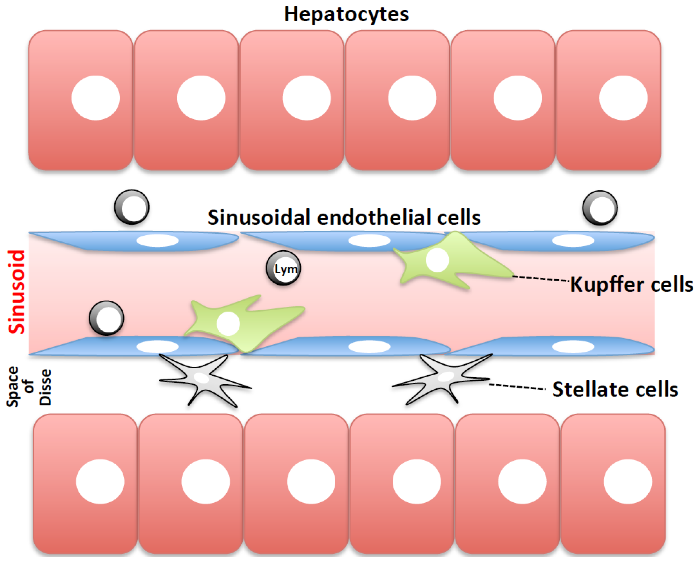 kupfer cells