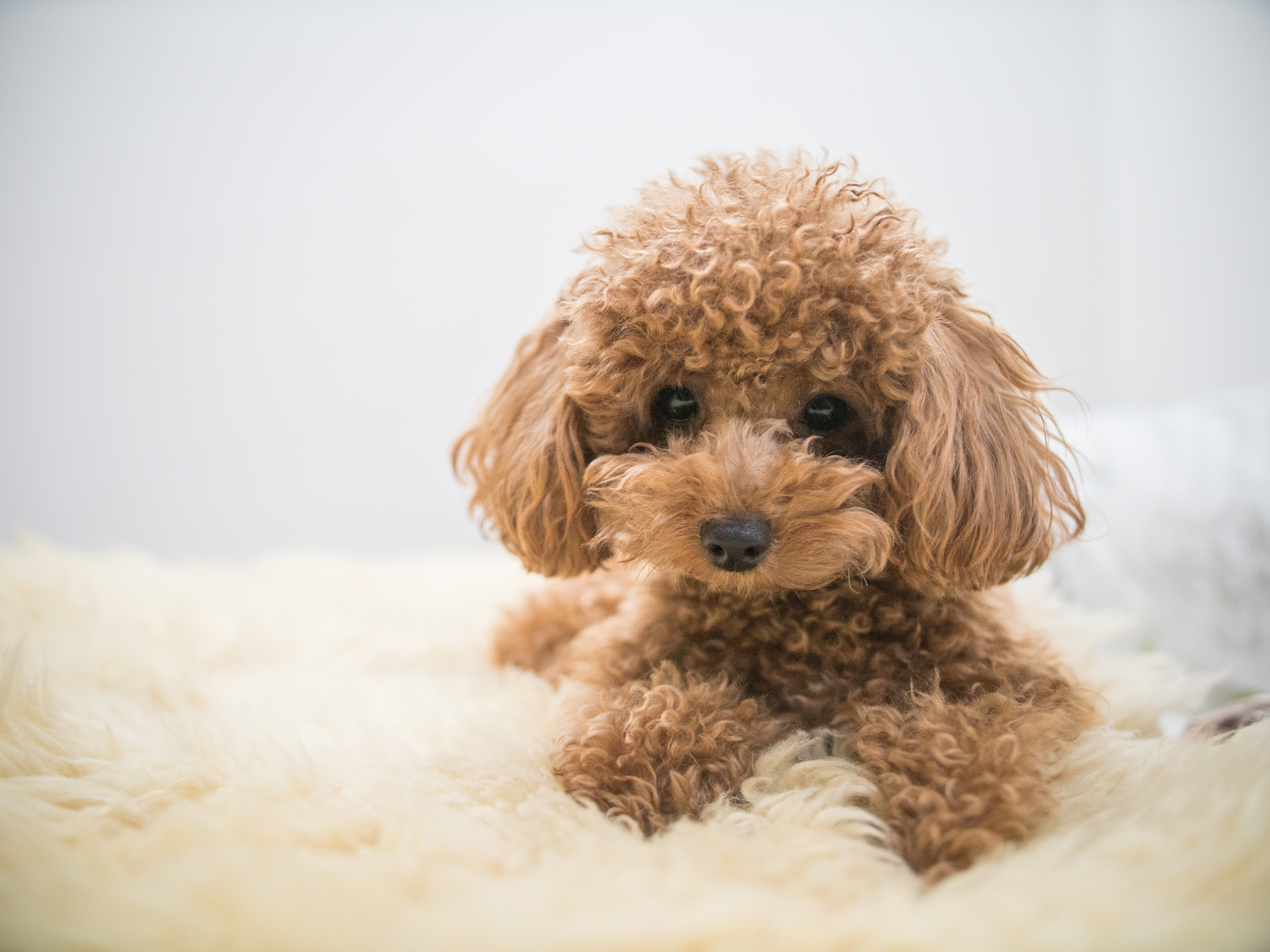 poodles for sale in kent