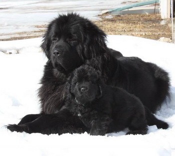 newfoundland puppies for sale in ontario