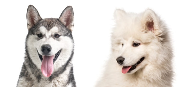 malamute vs samoyed