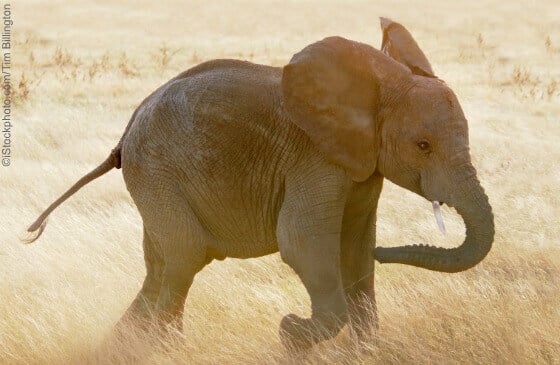 pictures of cute elephants