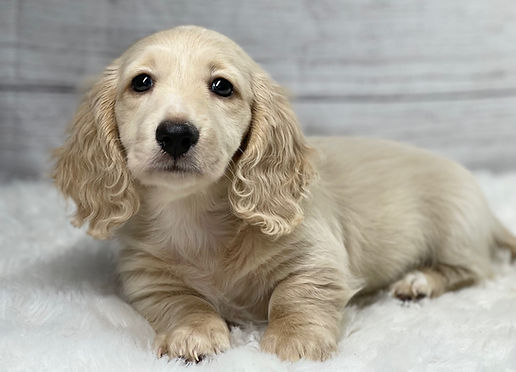 mini golden dachshund for sale