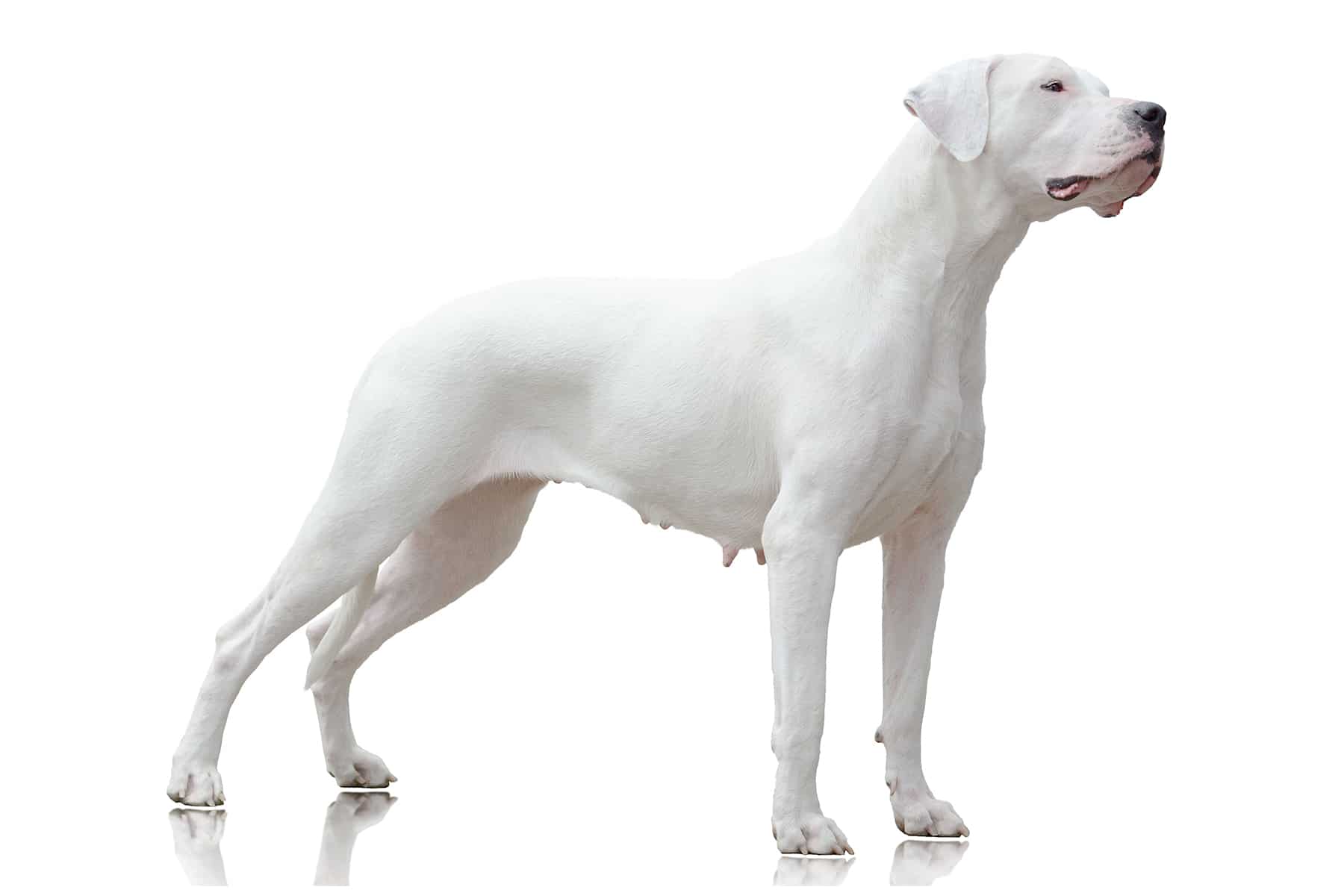 imágenes del dogo argentino