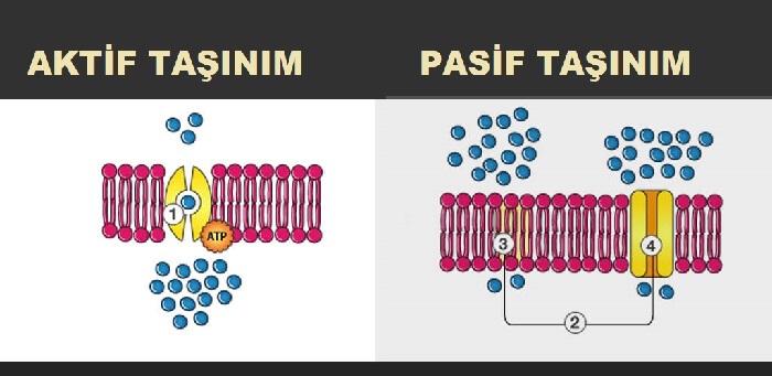 pasif taşıma örnekleri