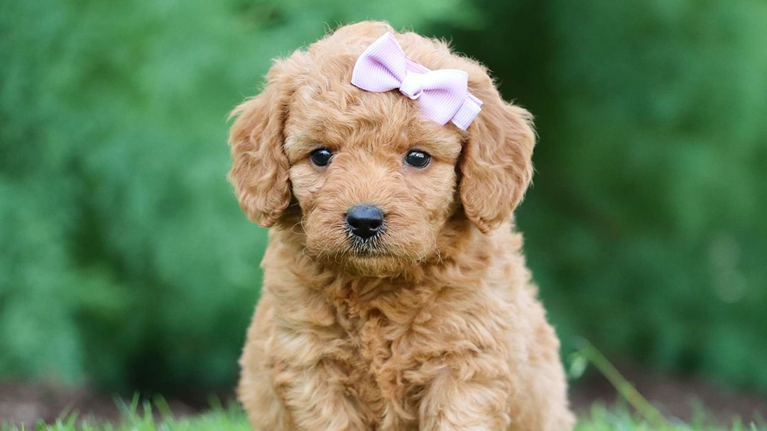 goldendoodle puppies