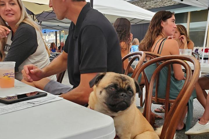 dog friendly restaurants annapolis