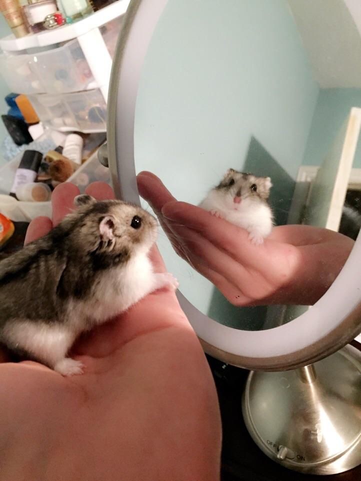 hamster sister