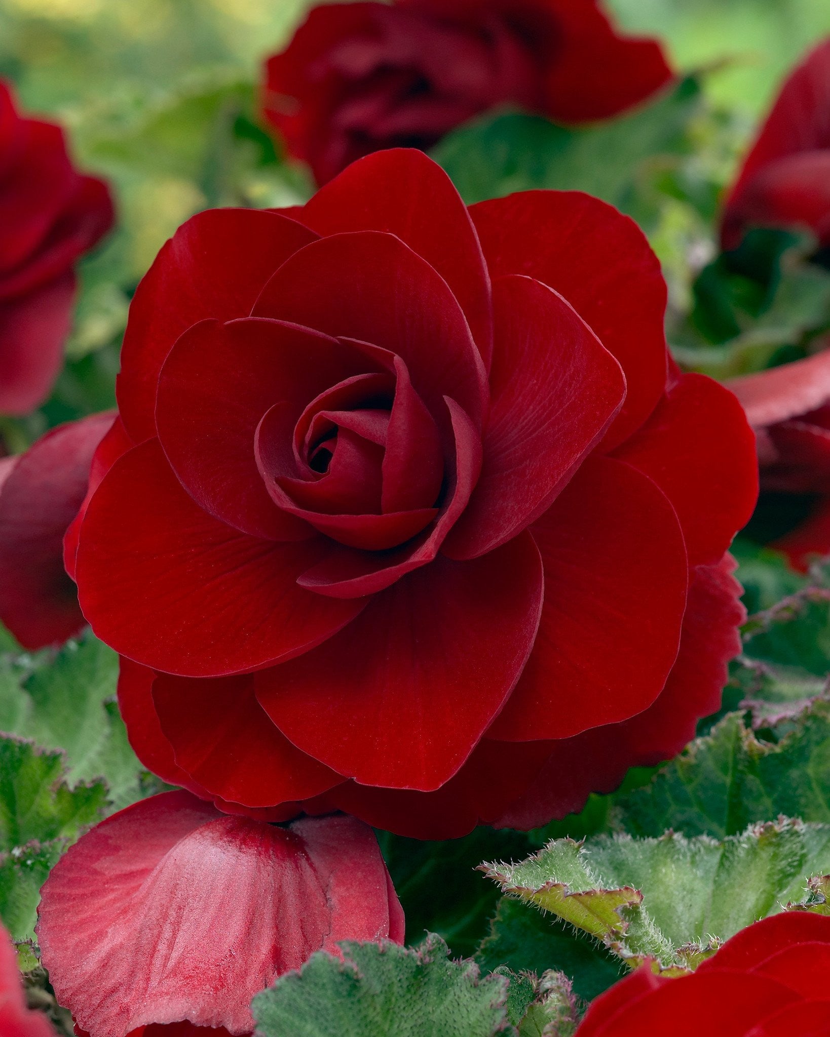 double headed begonias