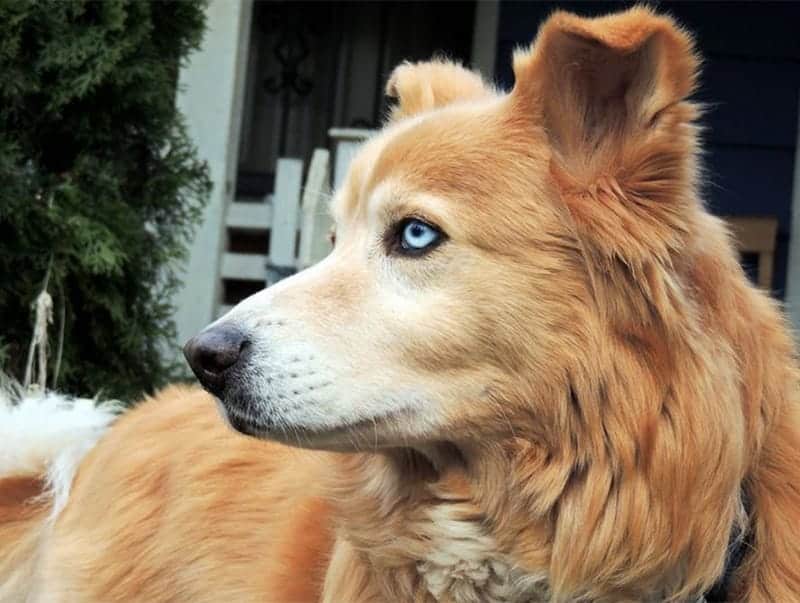 husky mixed golden retriever