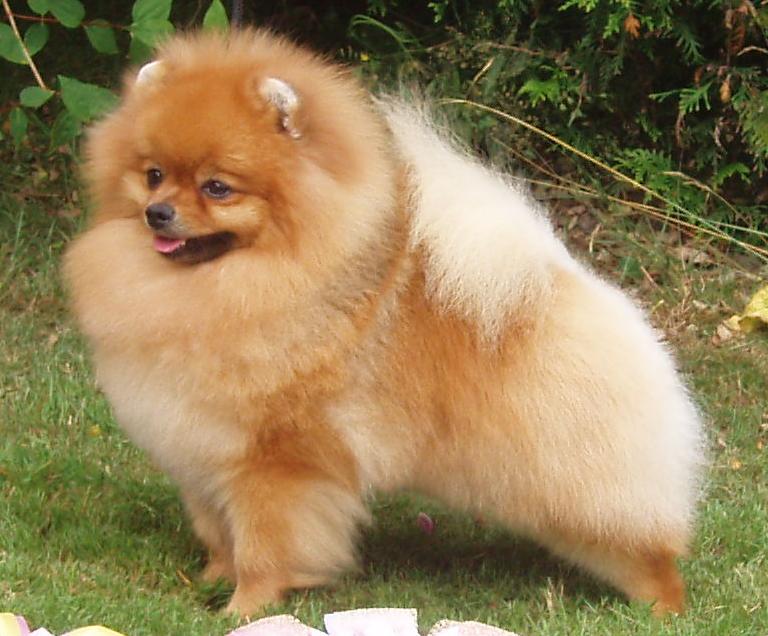 pom dog