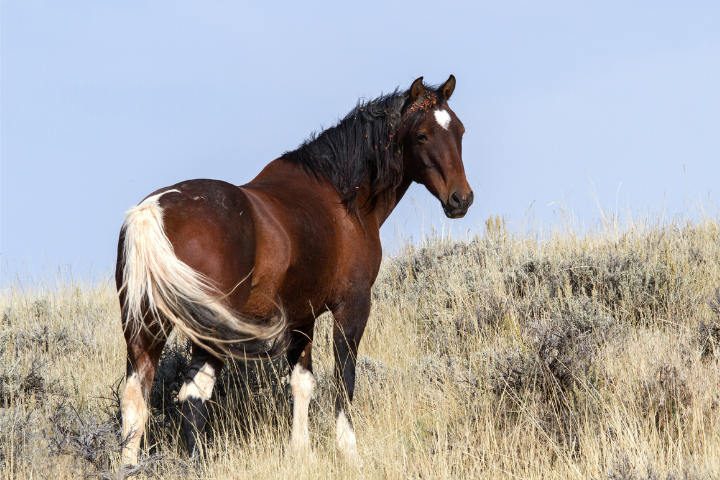 are mustang horses good for beginners