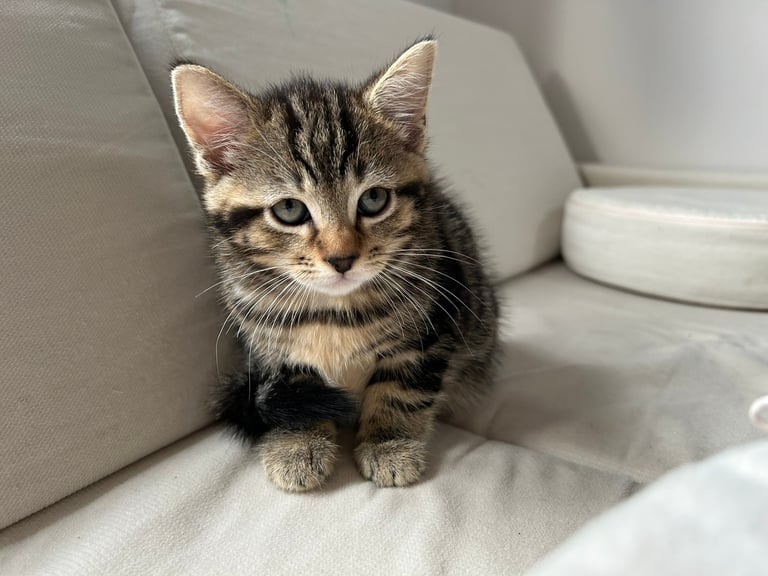 tabby kittens for sale