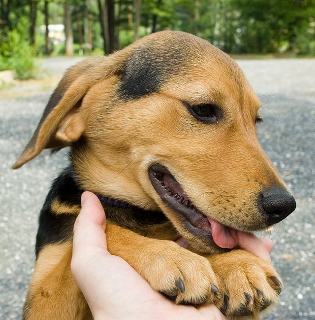 golden retriever mixed with a beagle