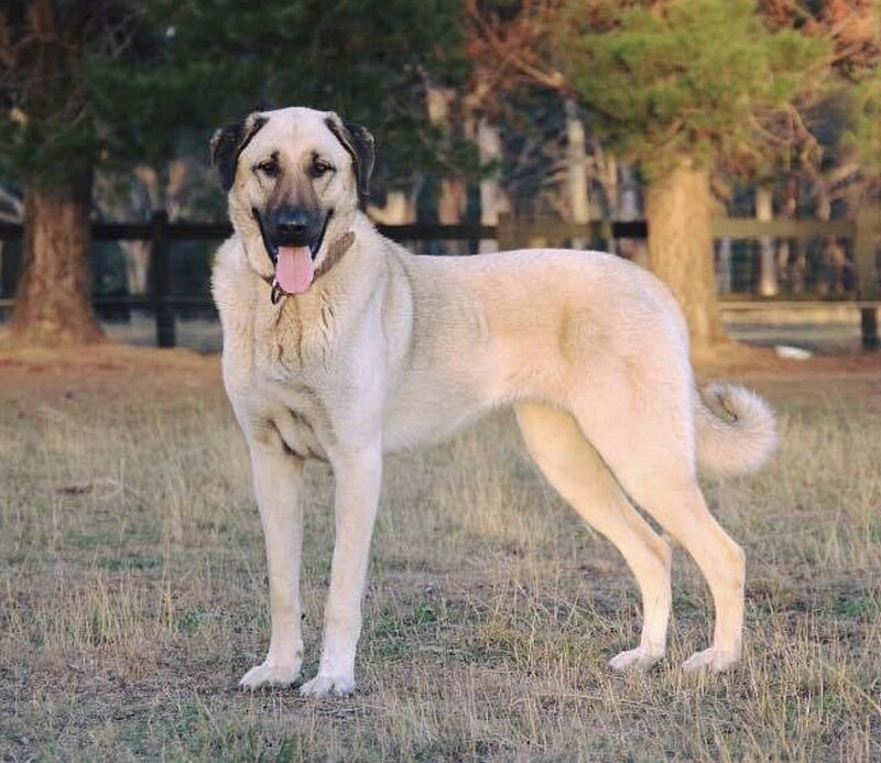 tibetan mastiff vs kangal