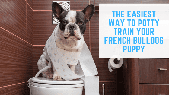 potty training bulldog puppy