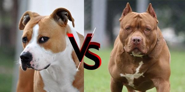 american staffordshire terrier vs pit bull terrier