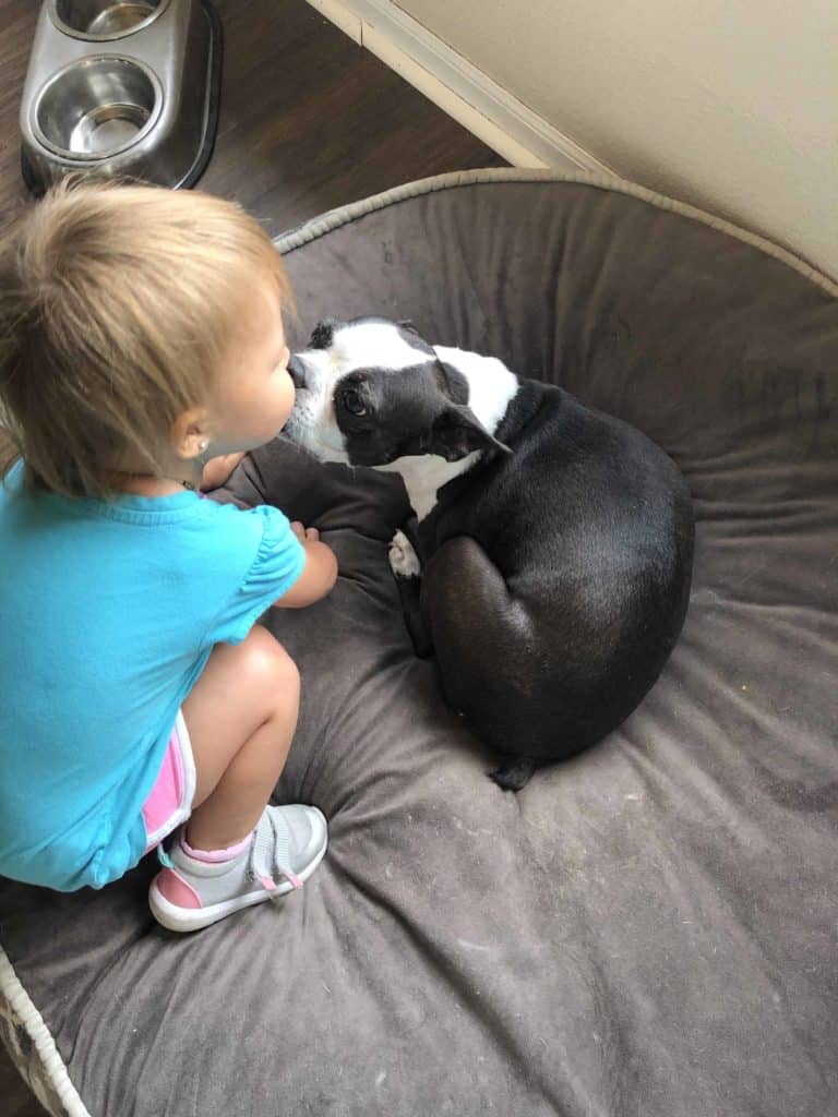 boston terrier rescue maryland