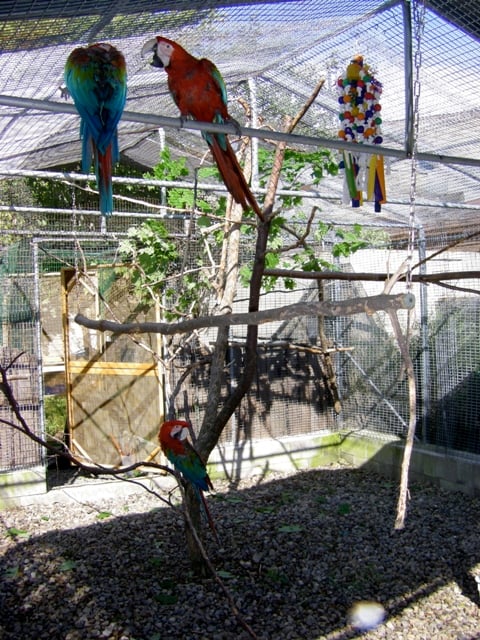 outdoor parrot cage