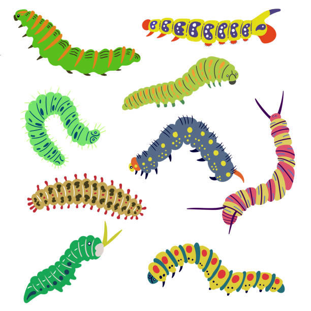 caterpillars clip art