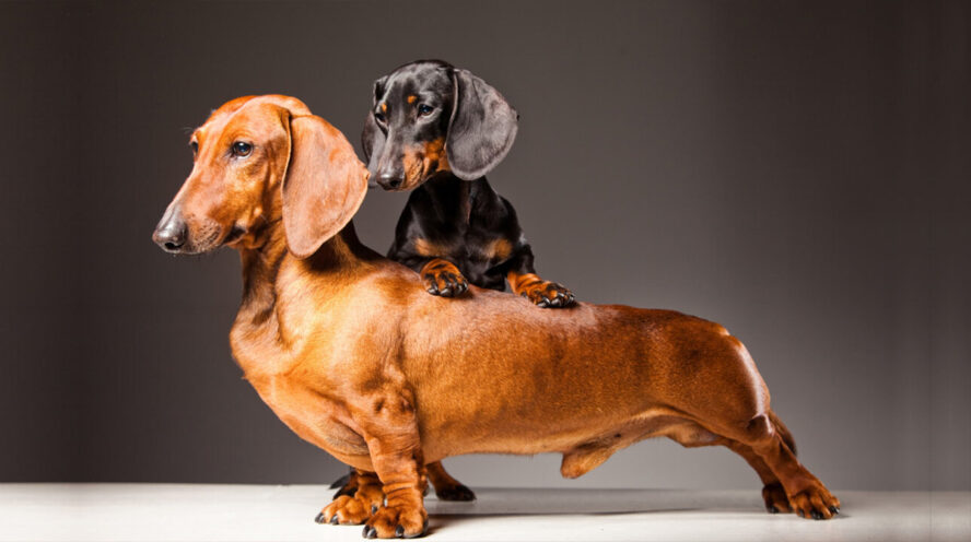 pillar mini dachshunds