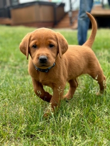 fox red labrador for sale